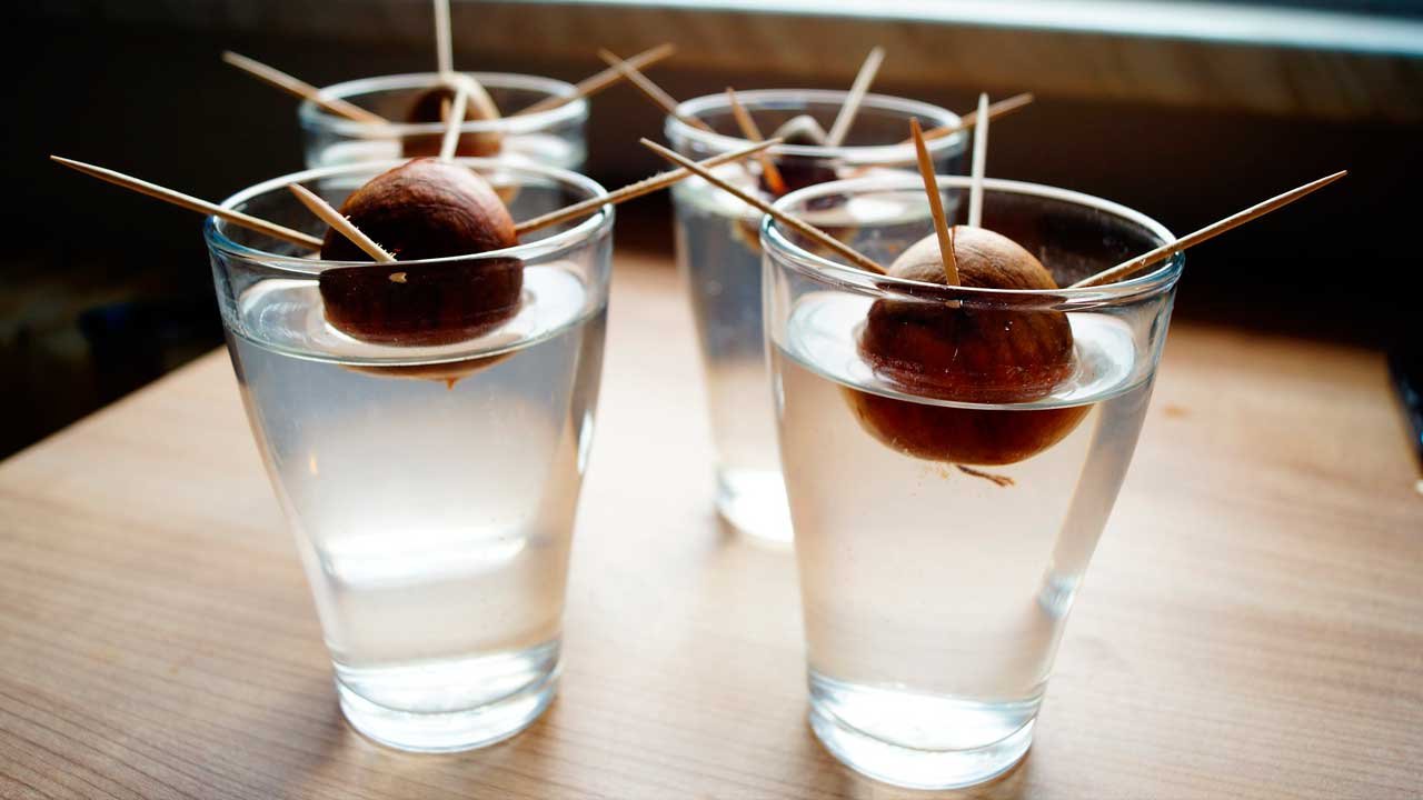 hueso de aguacate en agua