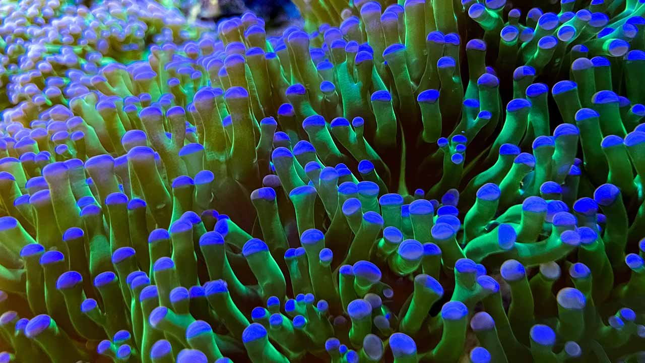Formación arrecife de coral