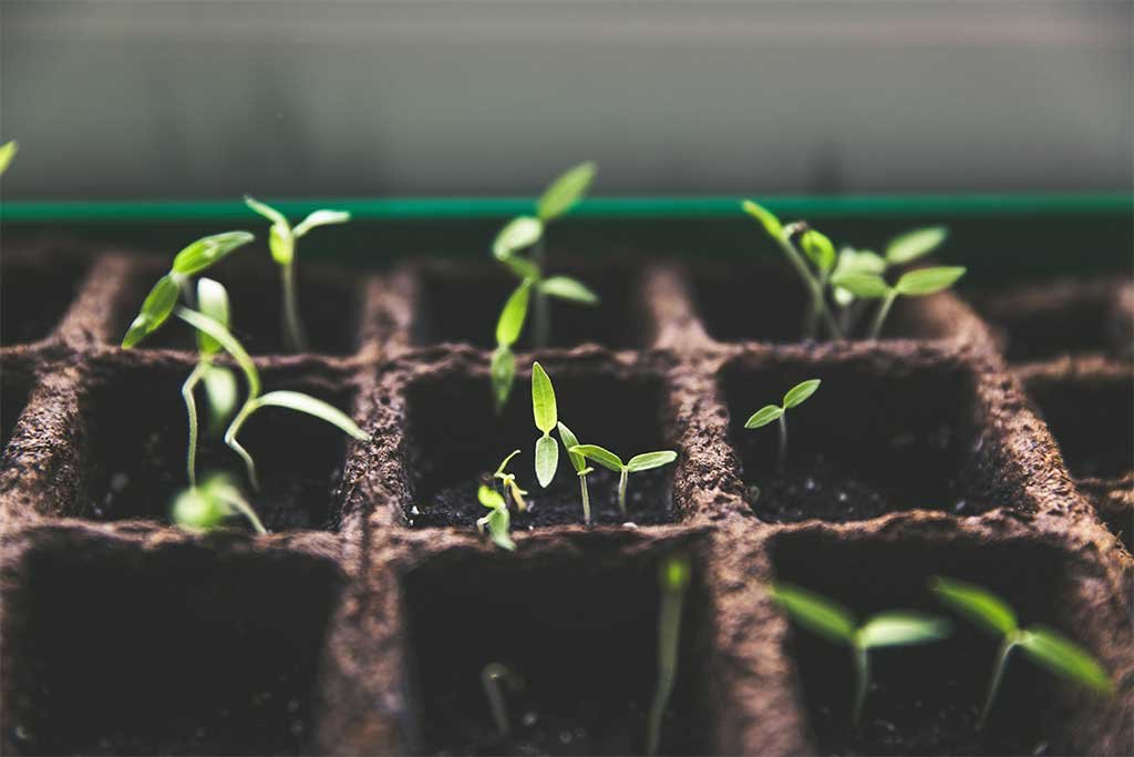 semillas de plantas creciendo
