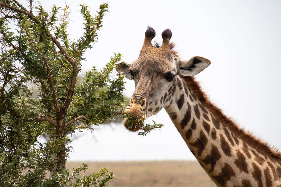 jirafa comiendo hojas de un arbol
