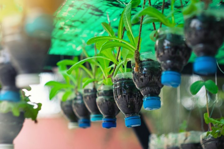 Botellas de plástico recicladas para cosechar alimentos