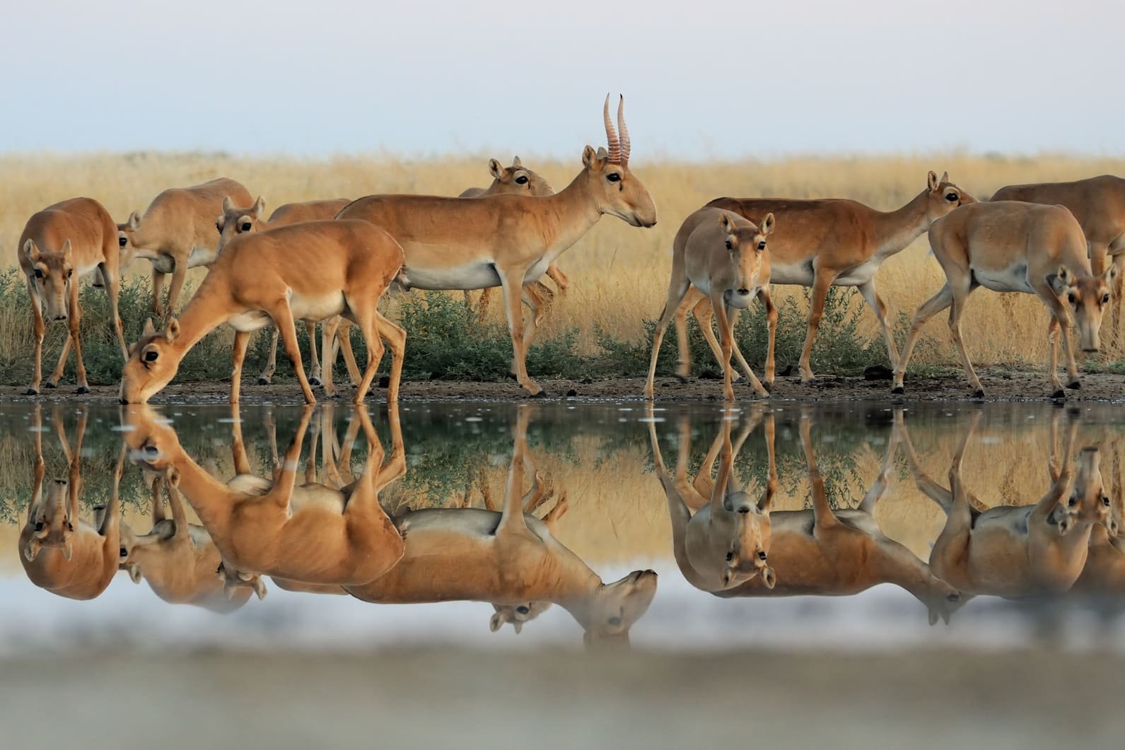 antílope saiga y su conservación ecolatras