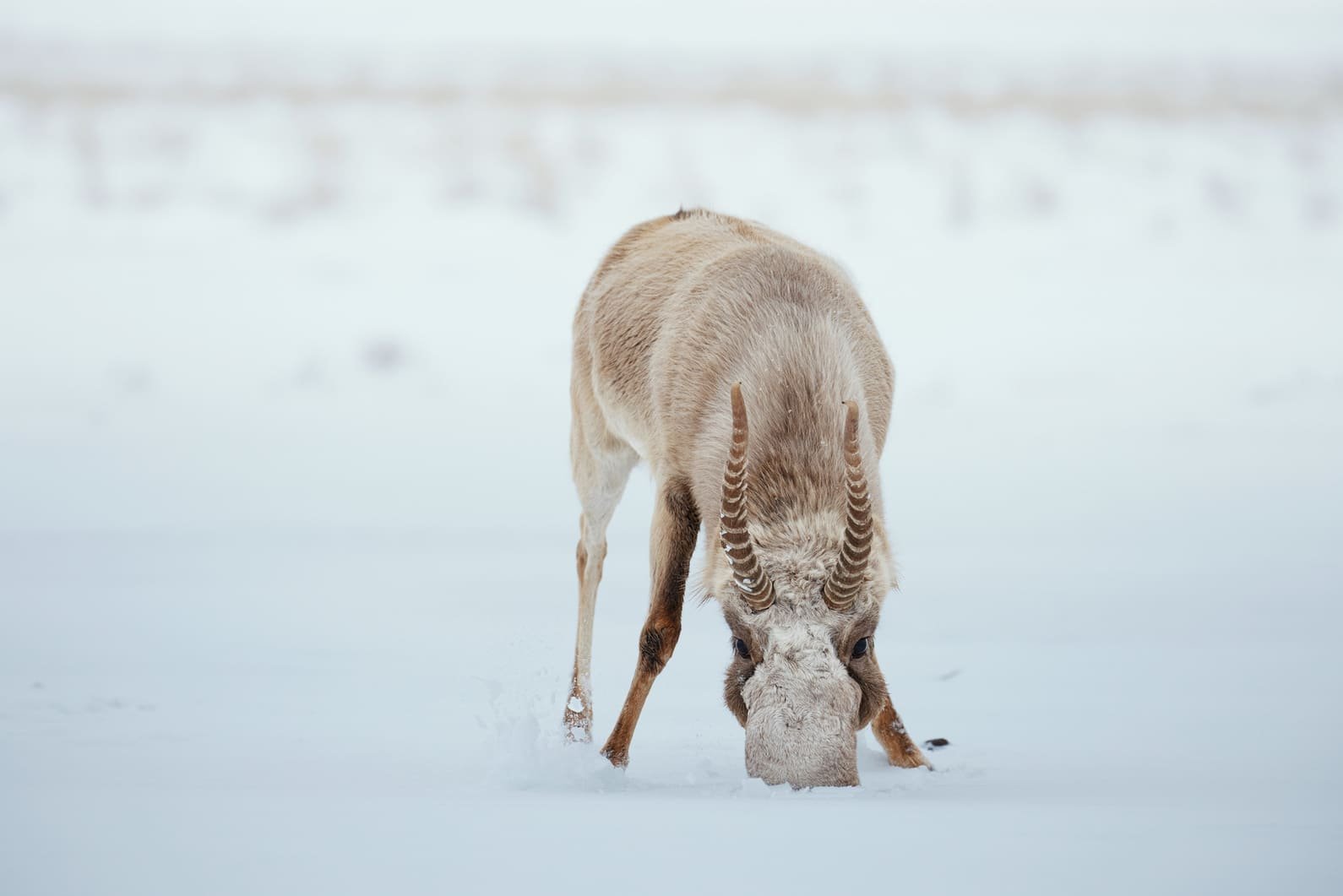 antílope saiga y su conservación en la nieve