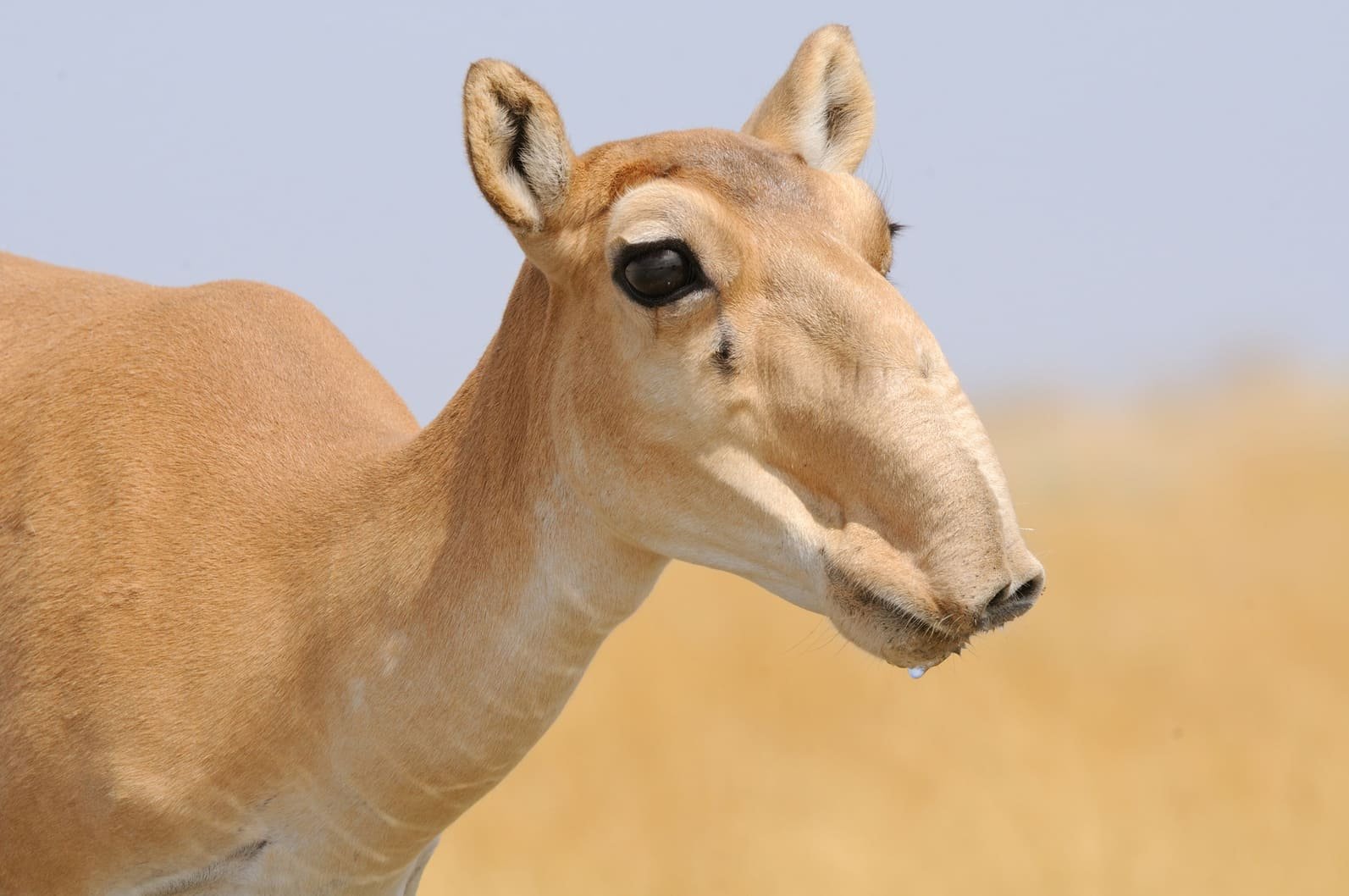 antílope saiga y su conservación