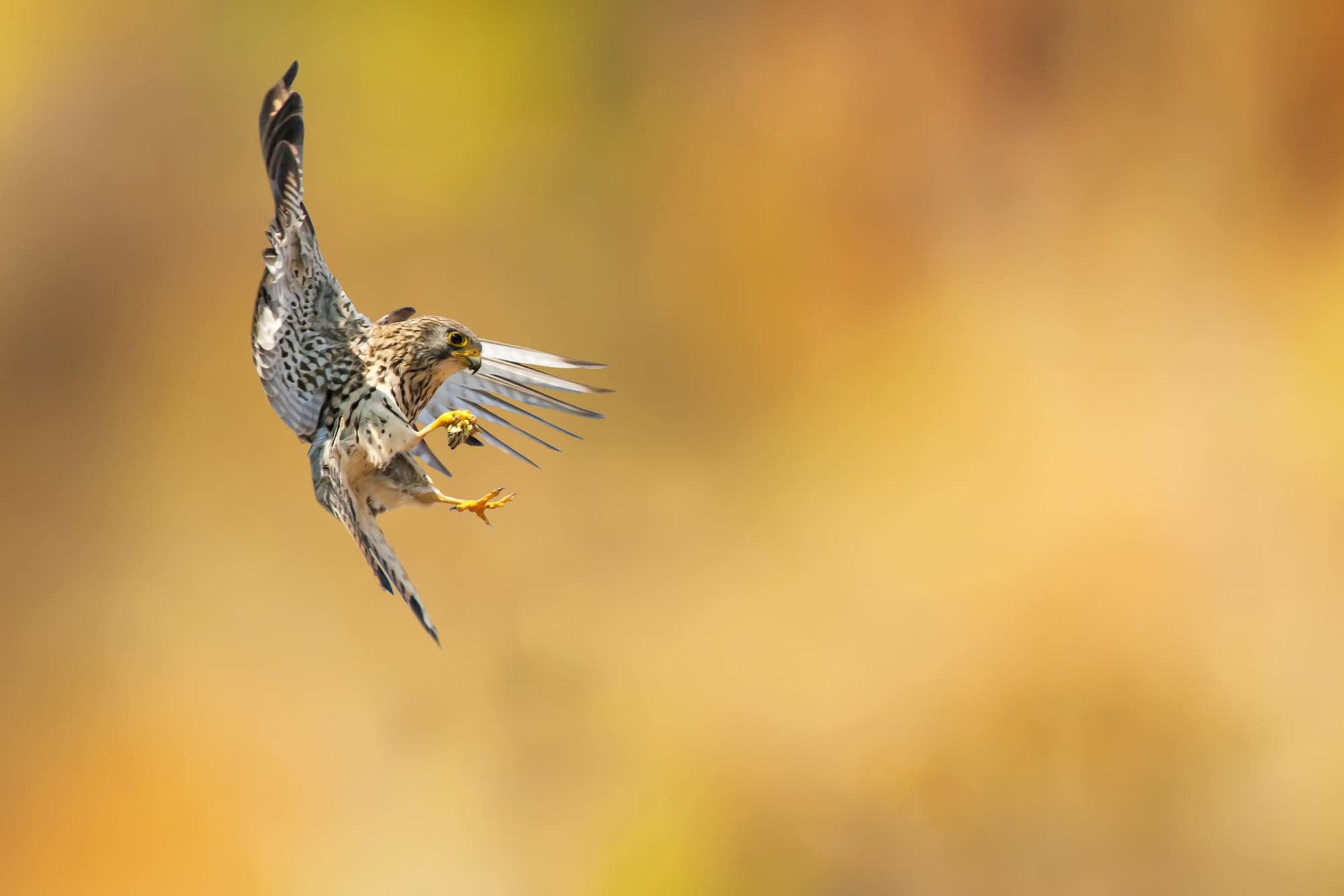 cernicalo primilla  terminando el vuelo