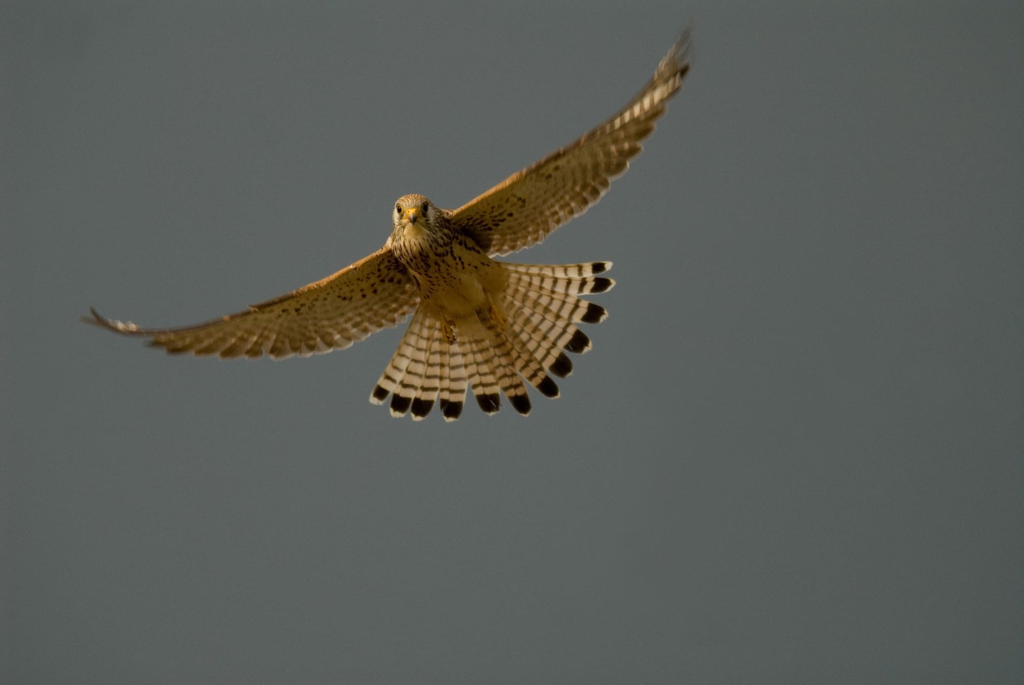 cernicalo primilla en vuelo