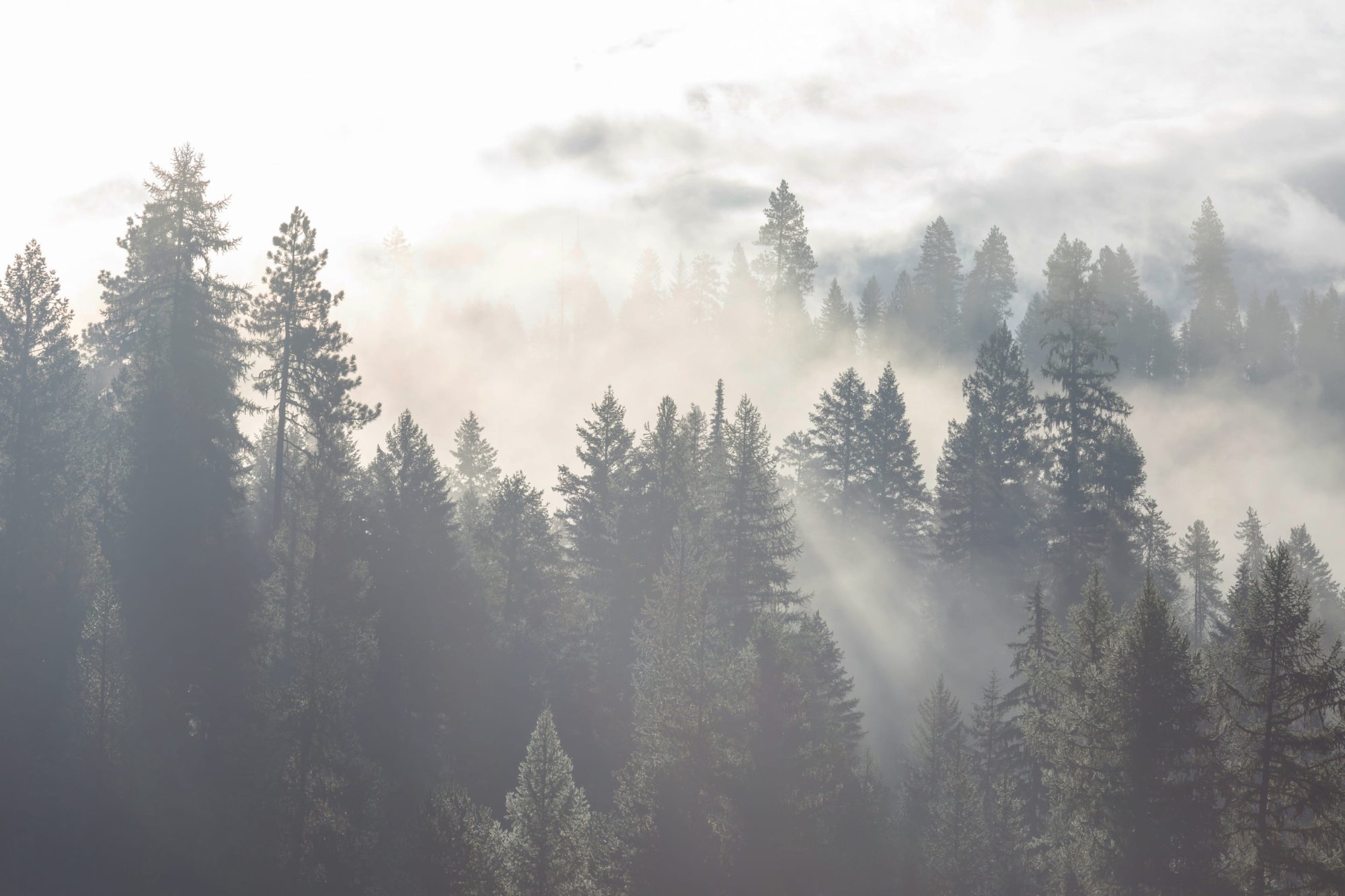 bosque con niebla