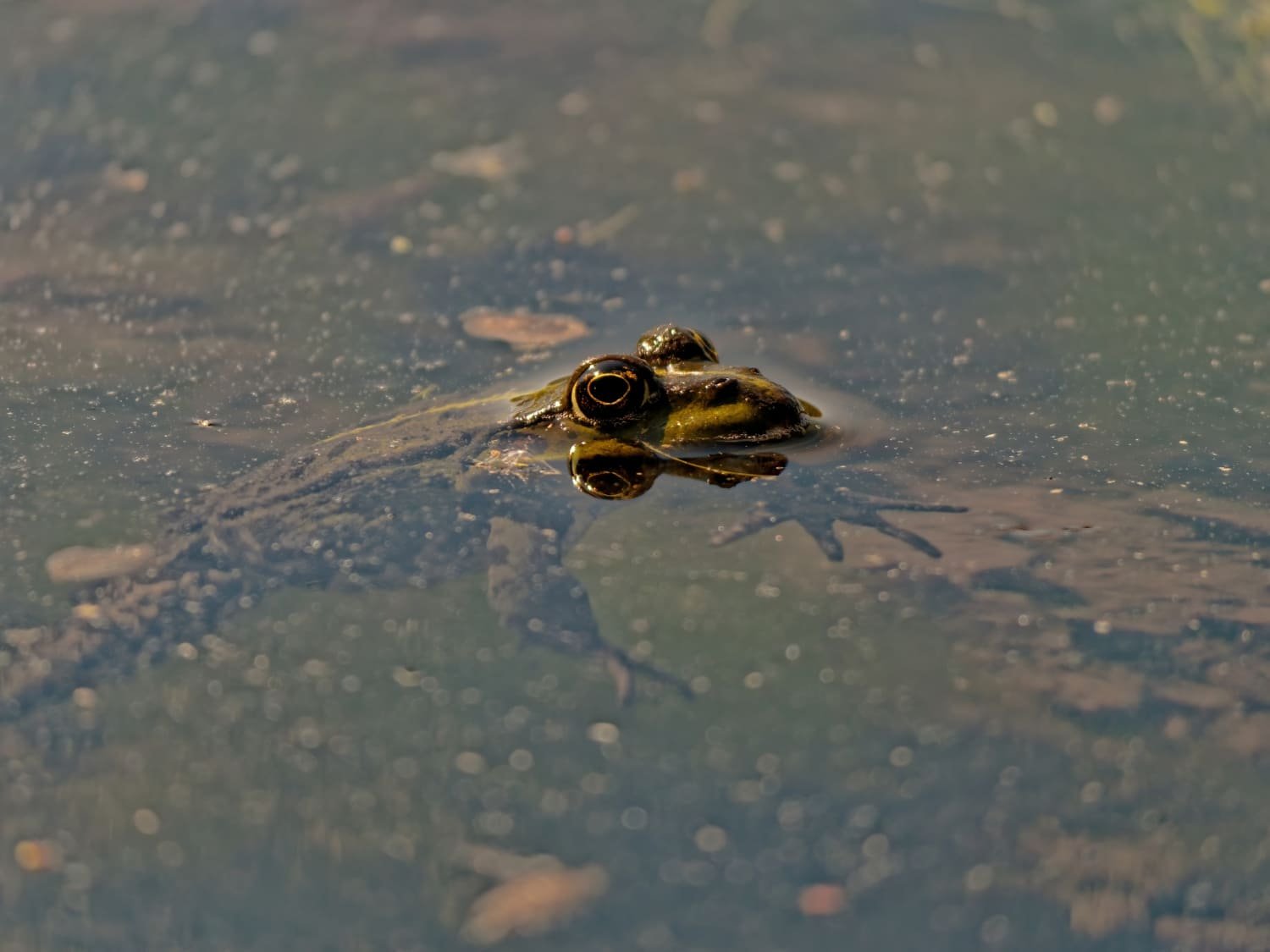 rana dentro del agua para ecólatras