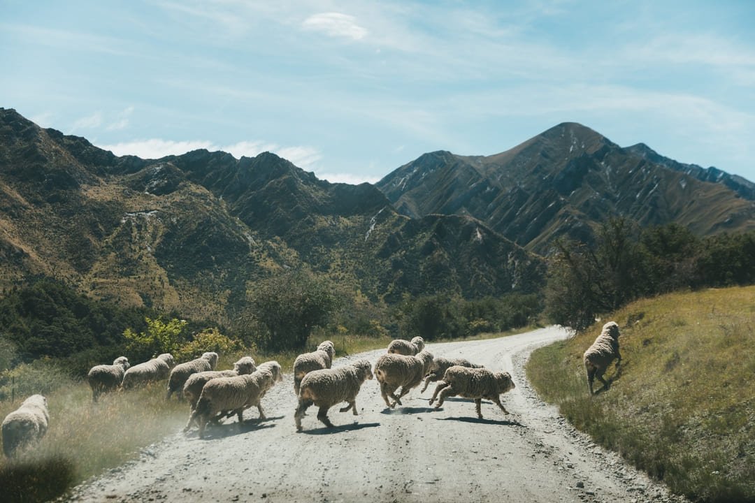 ovejas cruzando la carretera