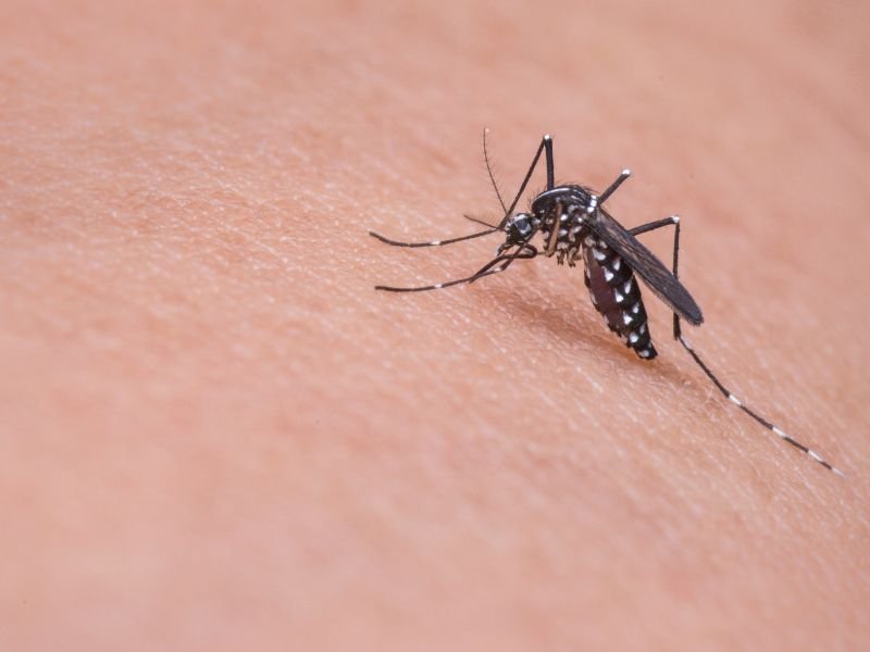 mosquito