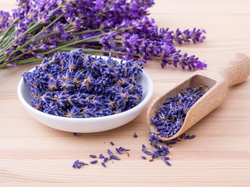 lavanda