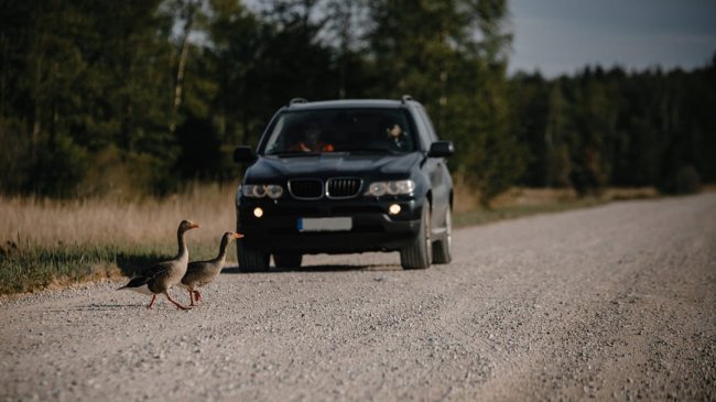 Atropellos de animales en carreteras: ¿qué impacto tienen, cómo evitarlos y qué podemos hacer?