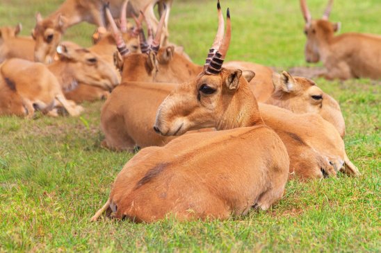 Antílope Saiga: Historia y conservación de la especie