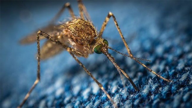 Remedios ecológicos para ahuyentar mosquitos