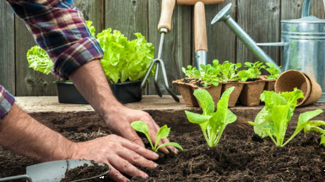 huerto ecológico en casa