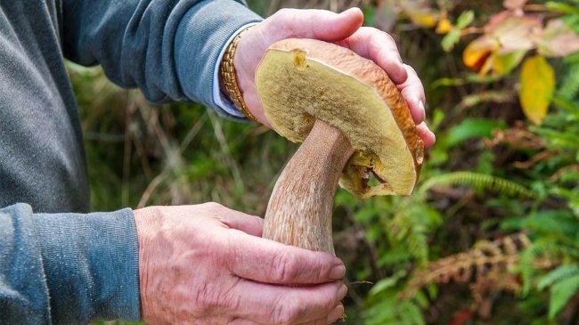 Guía para recoger setas de manera fácil y sostenible