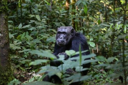 Chimpancé - Ecólatras que luchan alrededor del mundo