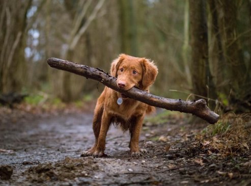 Cómo Inculcar El Respeto A Los Animales