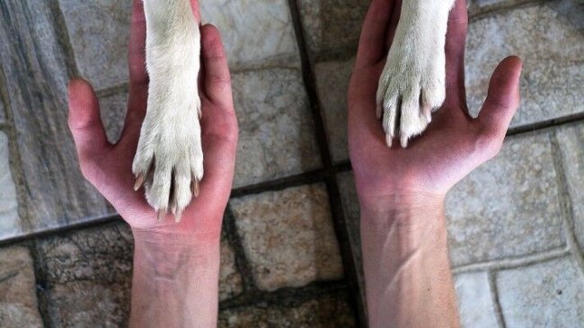 Refugio de animales