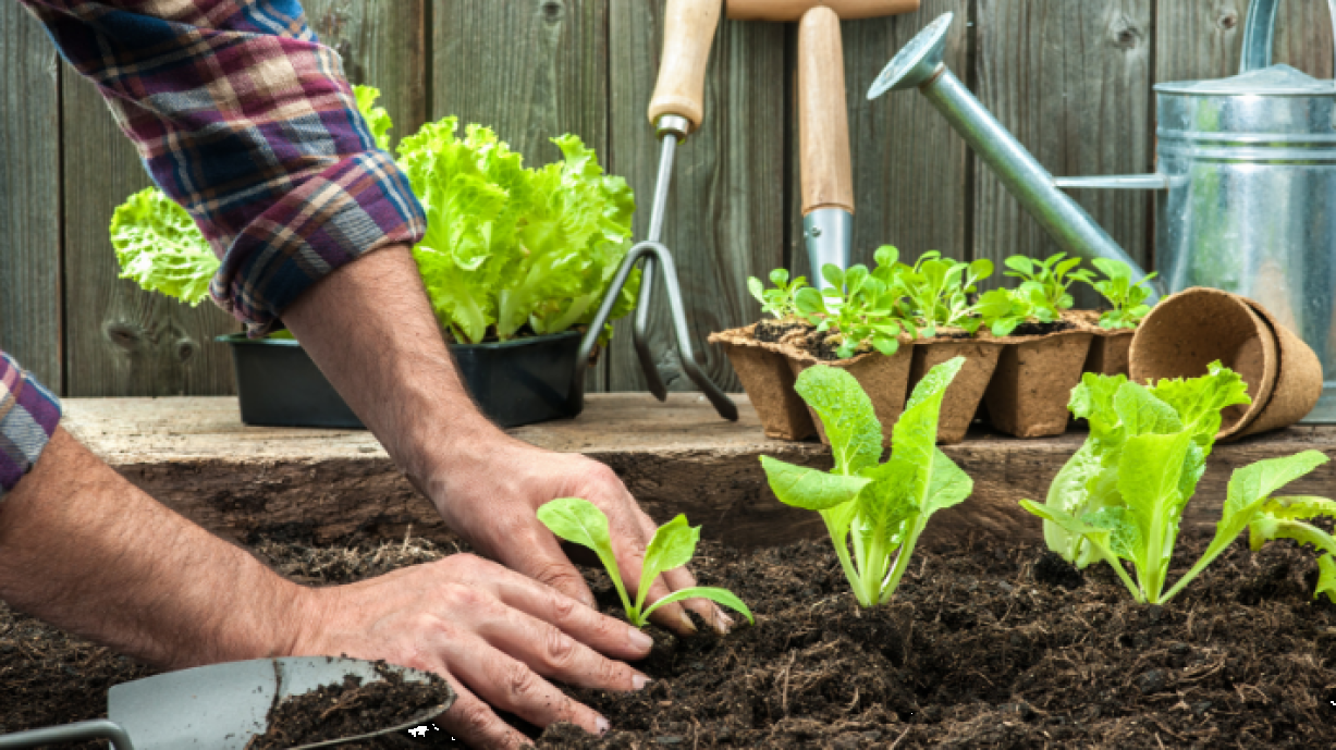 huerto ecológico en casa