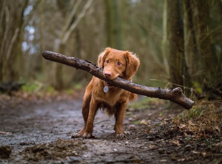 Cómo Inculcar El Respeto A Los Animales